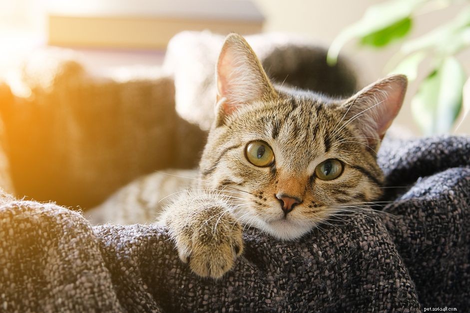 Feline Calicivirus: Symptoms, Spread, and Prevention in Cats