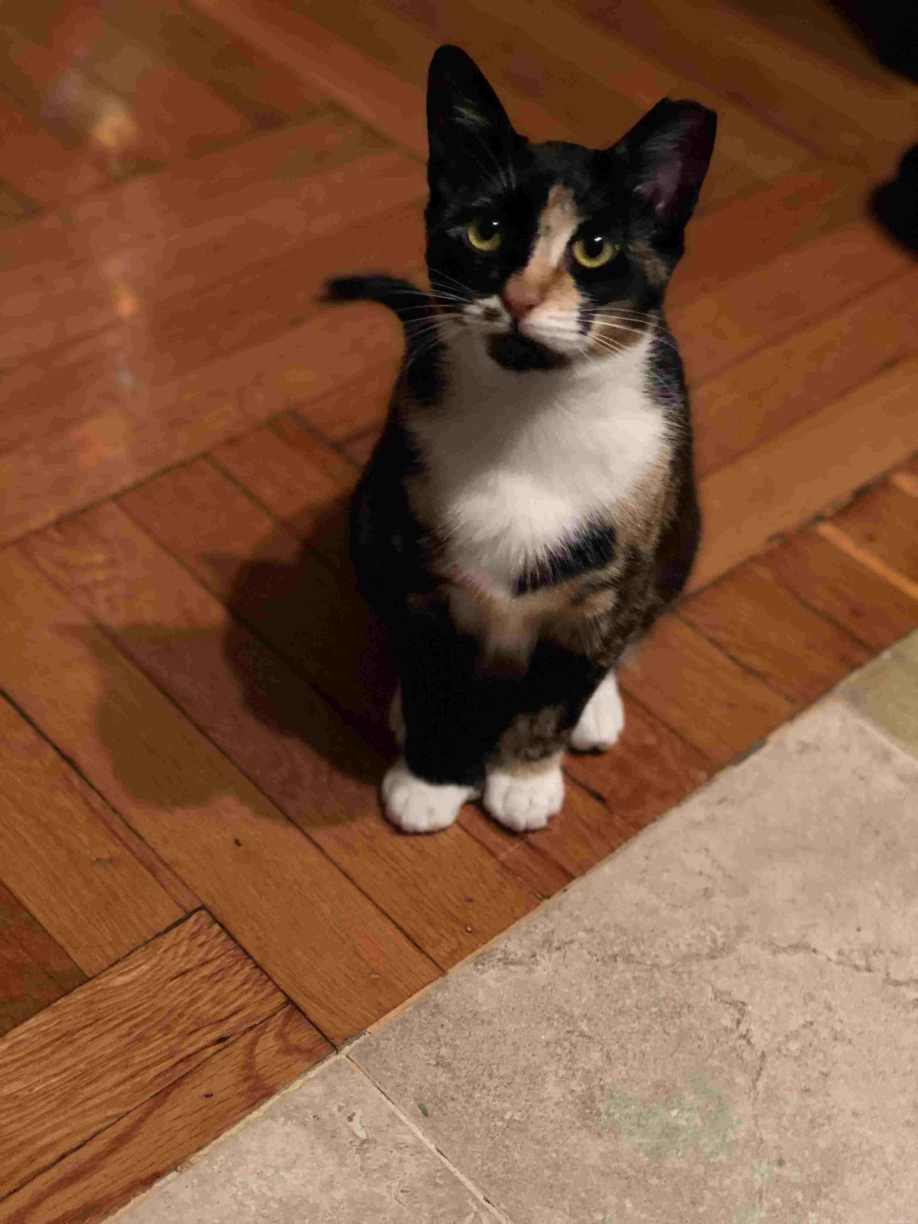 Polydactyl Cats Explained: 7 Key Facts About Their Extra Toes