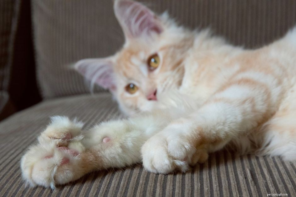 Polydactyl Cats Explained: 7 Key Facts About Their Extra Toes