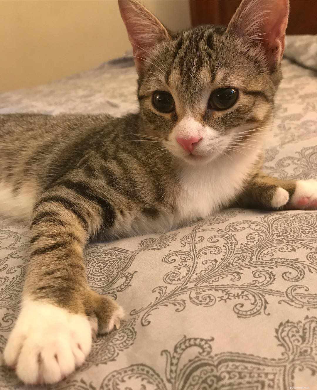 Polydactyl Cats Explained: 7 Key Facts About Their Extra Toes
