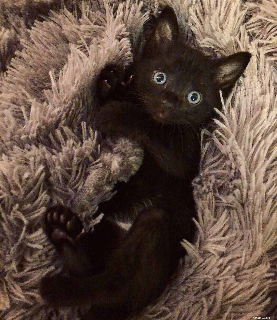 Polydactyl Cats Explained: 7 Key Facts About Their Extra Toes