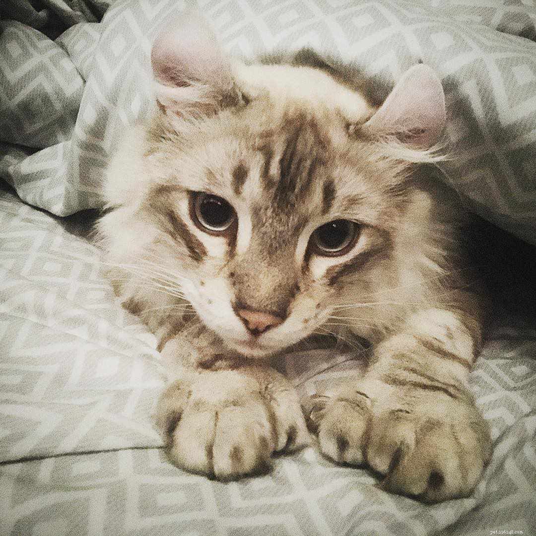 Polydactyl Cats Explained: 7 Key Facts About Their Extra Toes