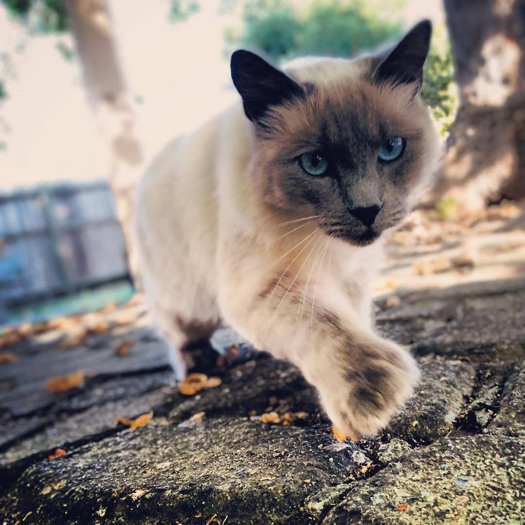 Polydactyl Cats Explained: 7 Key Facts About Their Extra Toes