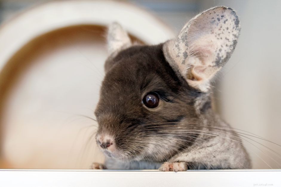 Recognizing and Treating Common Eye Issues in Chinchillas