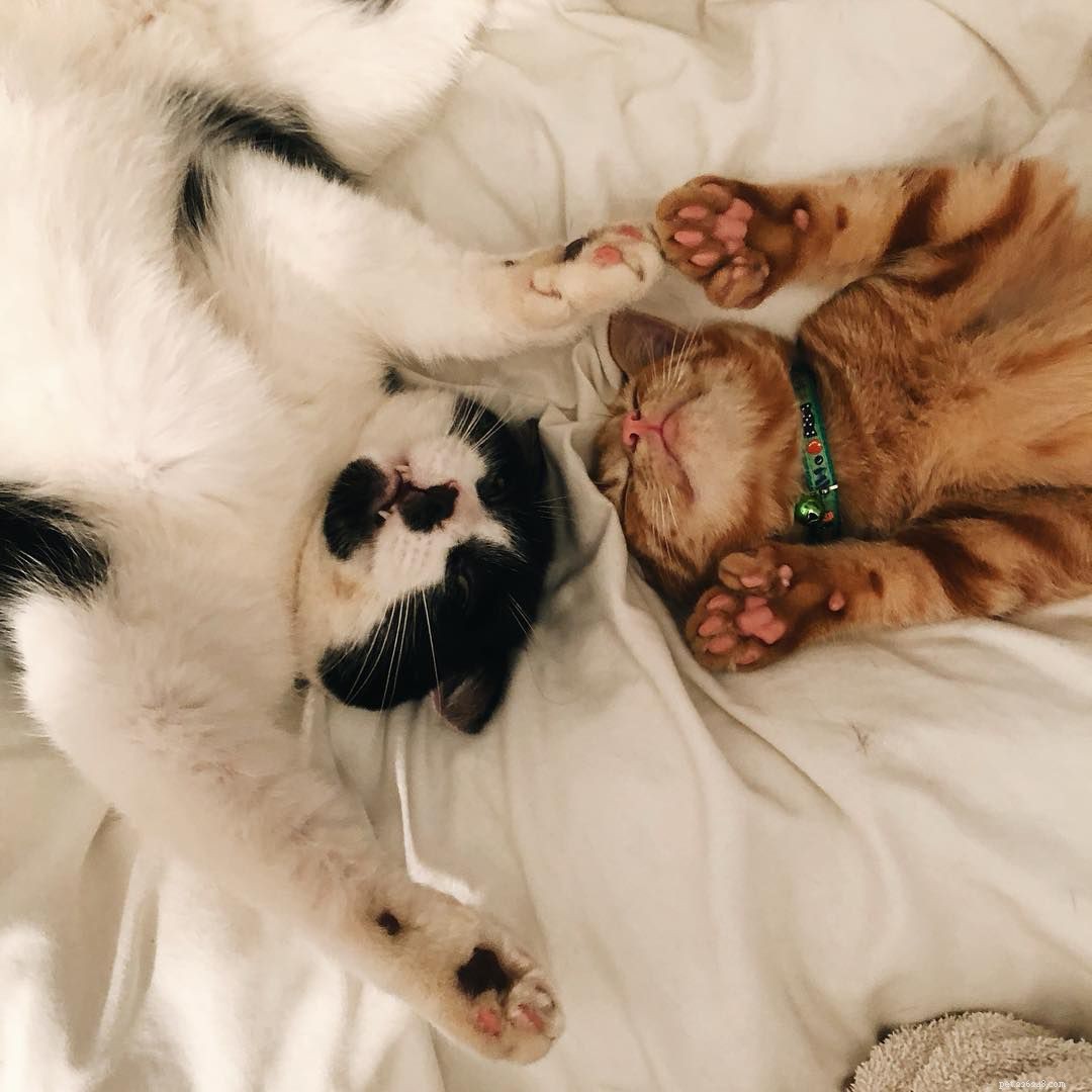 Polydactyl Cats Explained: 7 Key Facts About Their Extra Toes