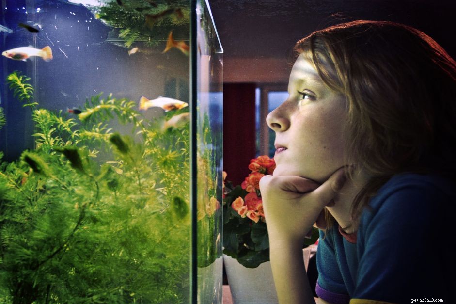 Essential Guide: Key Factors to Consider Before Purchasing an Aquarium