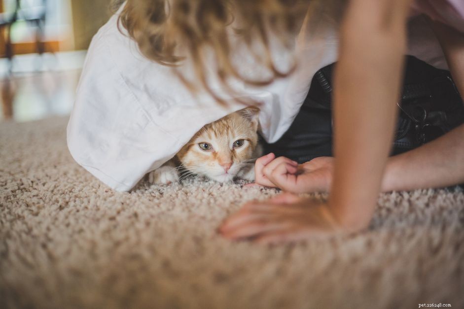 Is Your Cat Afraid of Humans? Proven Strategies to Calm Their Fear