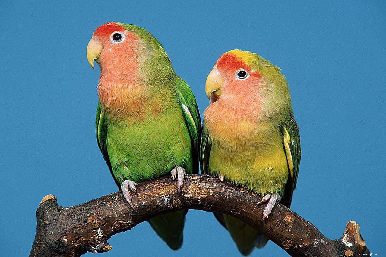 Essential Facts About Lovebirds: Care, Behavior & Myths Busted