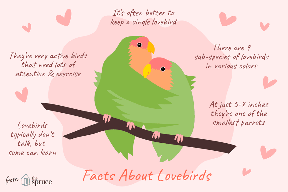 Essential Facts About Lovebirds: Care, Behavior & Myths Busted