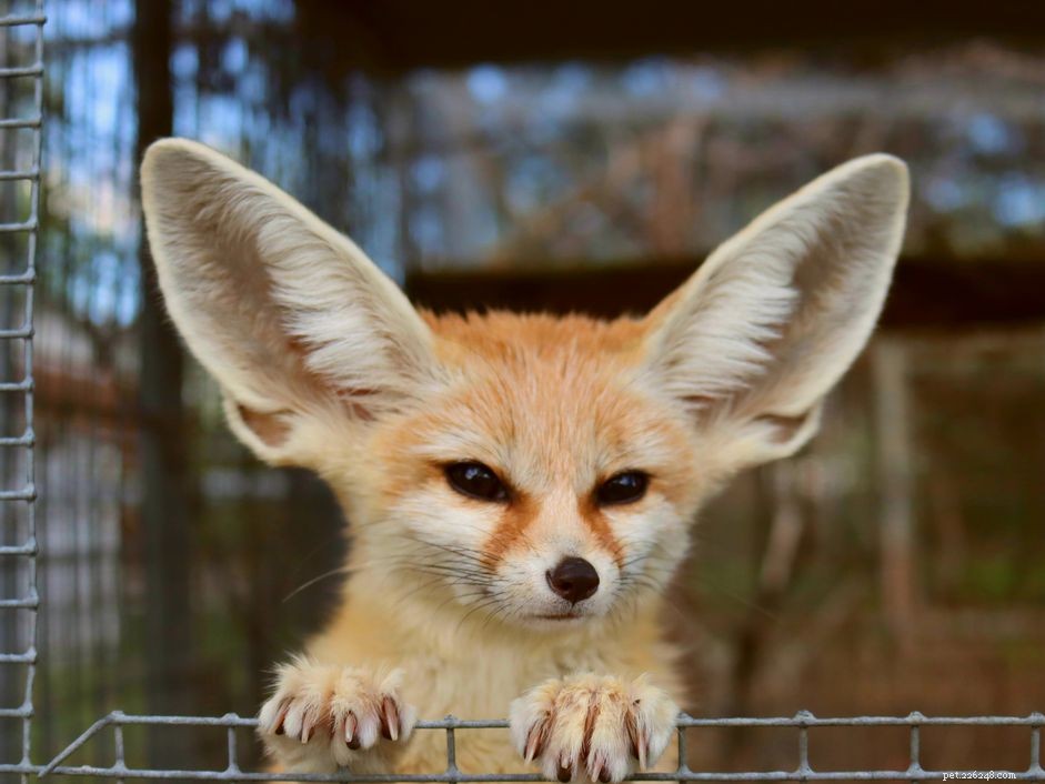 Fennec Foxes as Pets: What You Need to Know