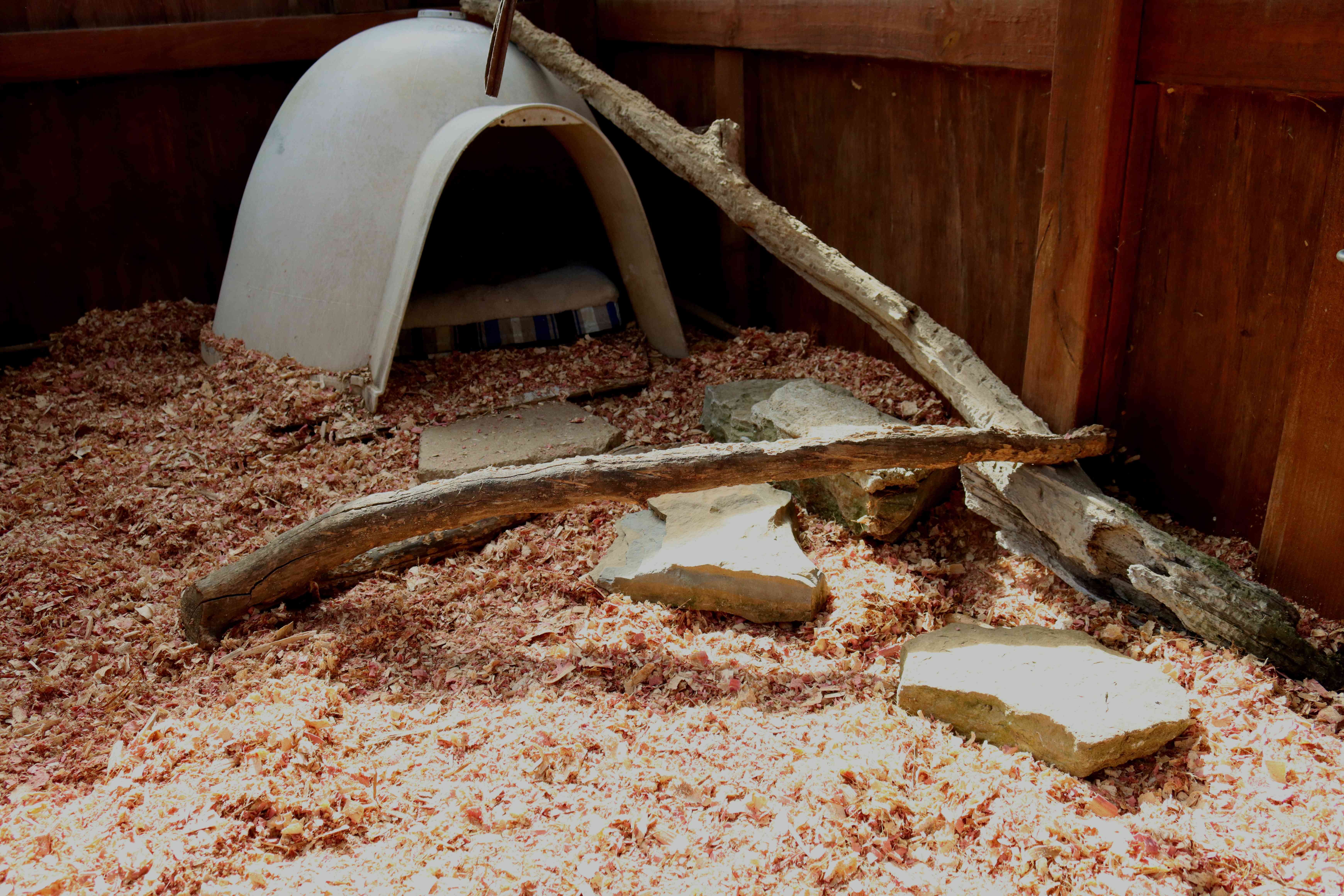 Fennec Foxes as Pets: What You Need to Know