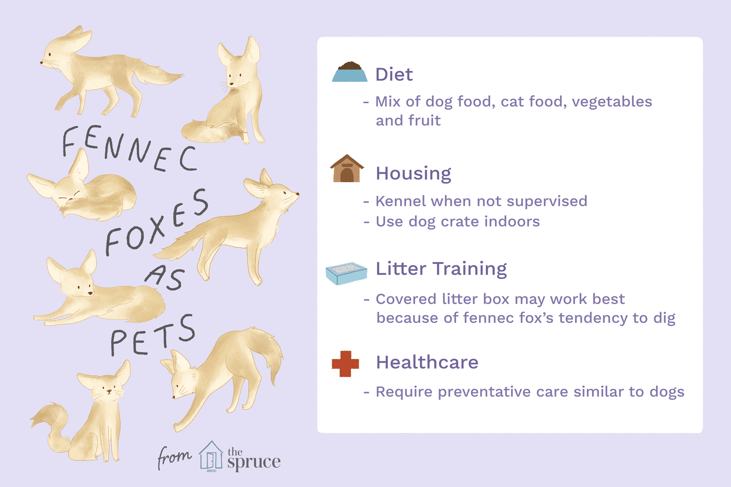 Fennec Foxes as Pets: What You Need to Know