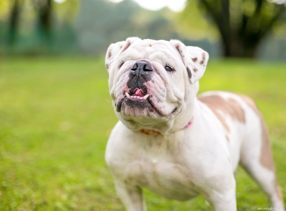 Managing Underbites in Dogs: A Comprehensive Guide