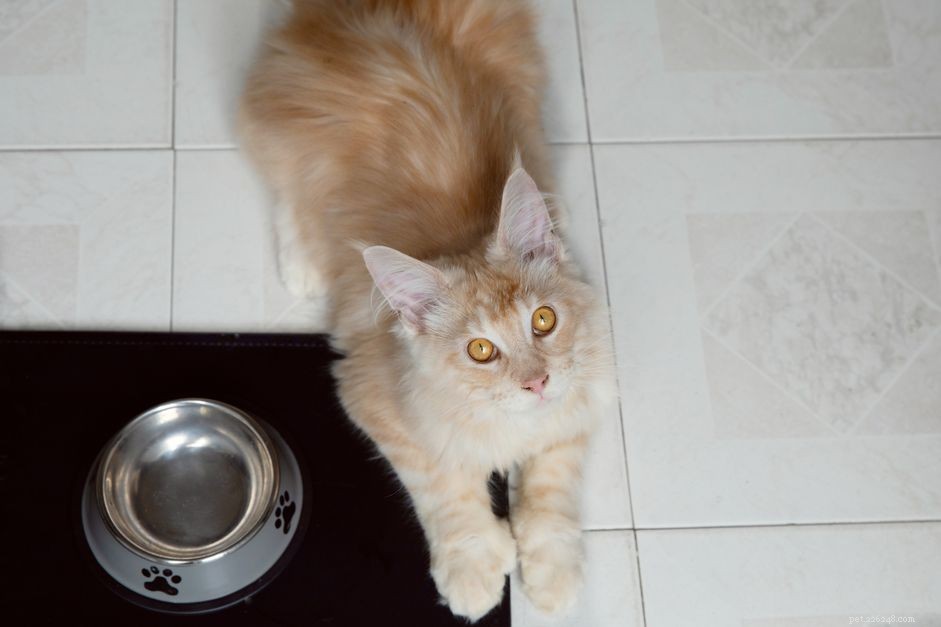 How Often Should You Feed Your Cat? Expert Guide to Proper Feeding Frequency