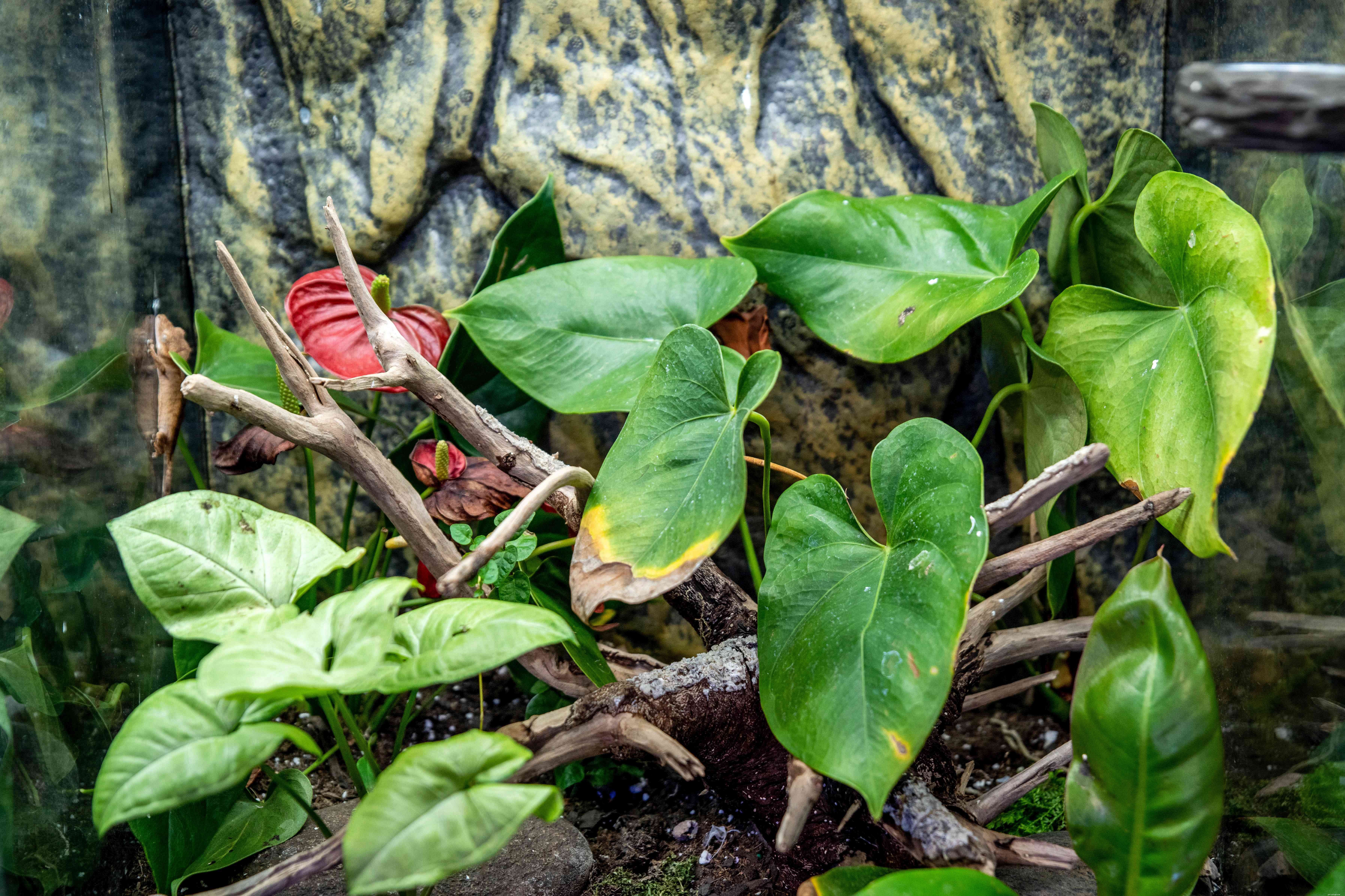 Crested Gecko Profile: Care, Behavior & Essentials for Beginners