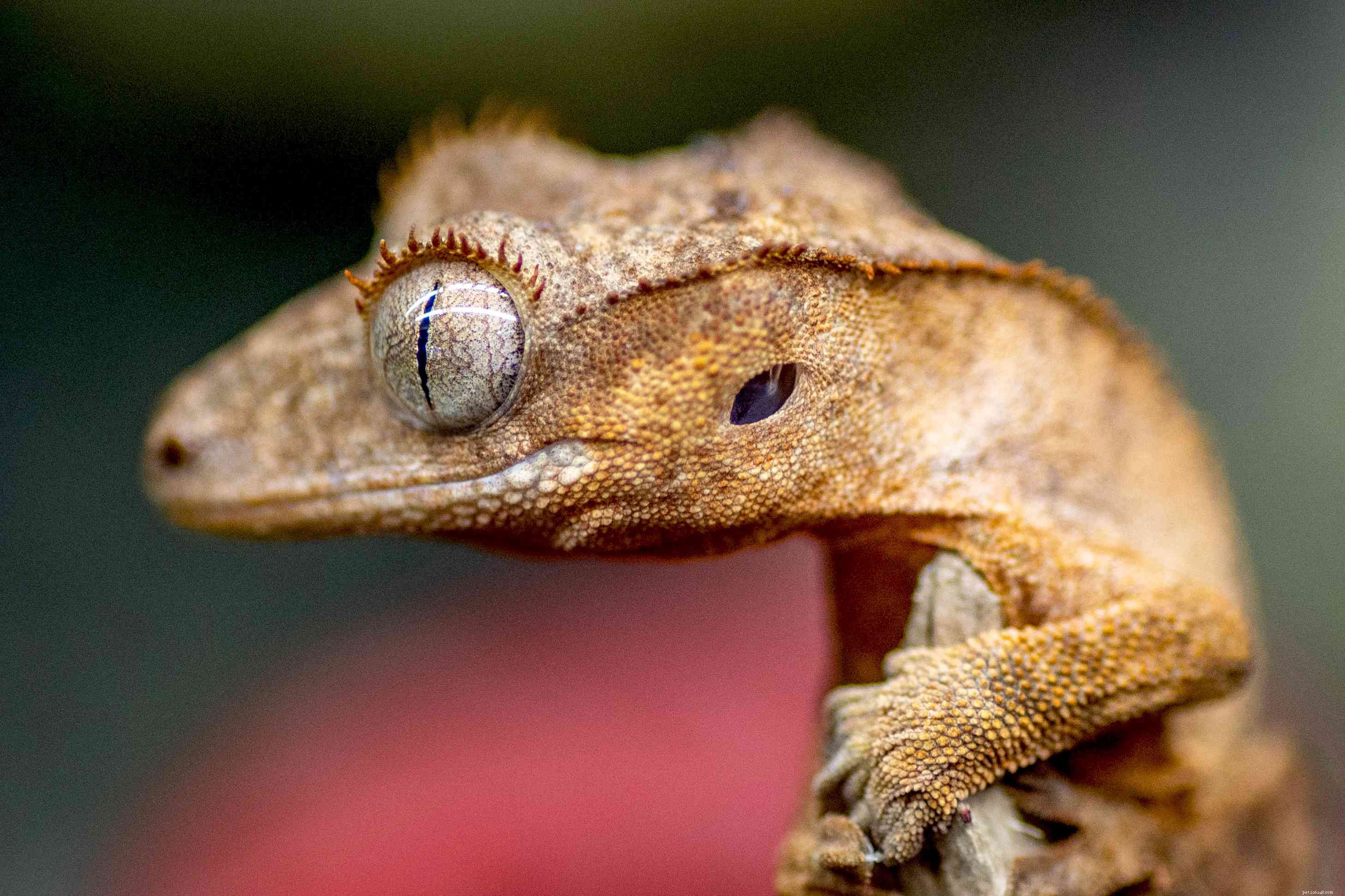 Crested Gecko Profile: Care, Behavior & Essentials for Beginners