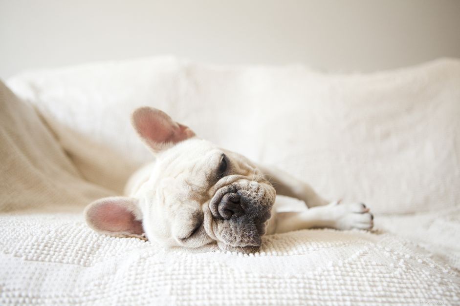 Understanding Dog Snoring: Causes, Risks, and Remedies