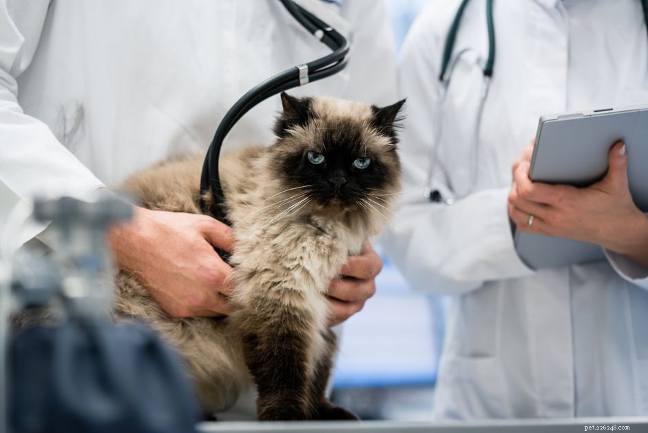 Encephalitis in Cats: Symptoms, Causes, and Urgent Care