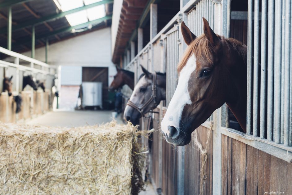 9 Key Facts About Horse Manure: A Practical Guide for Owners