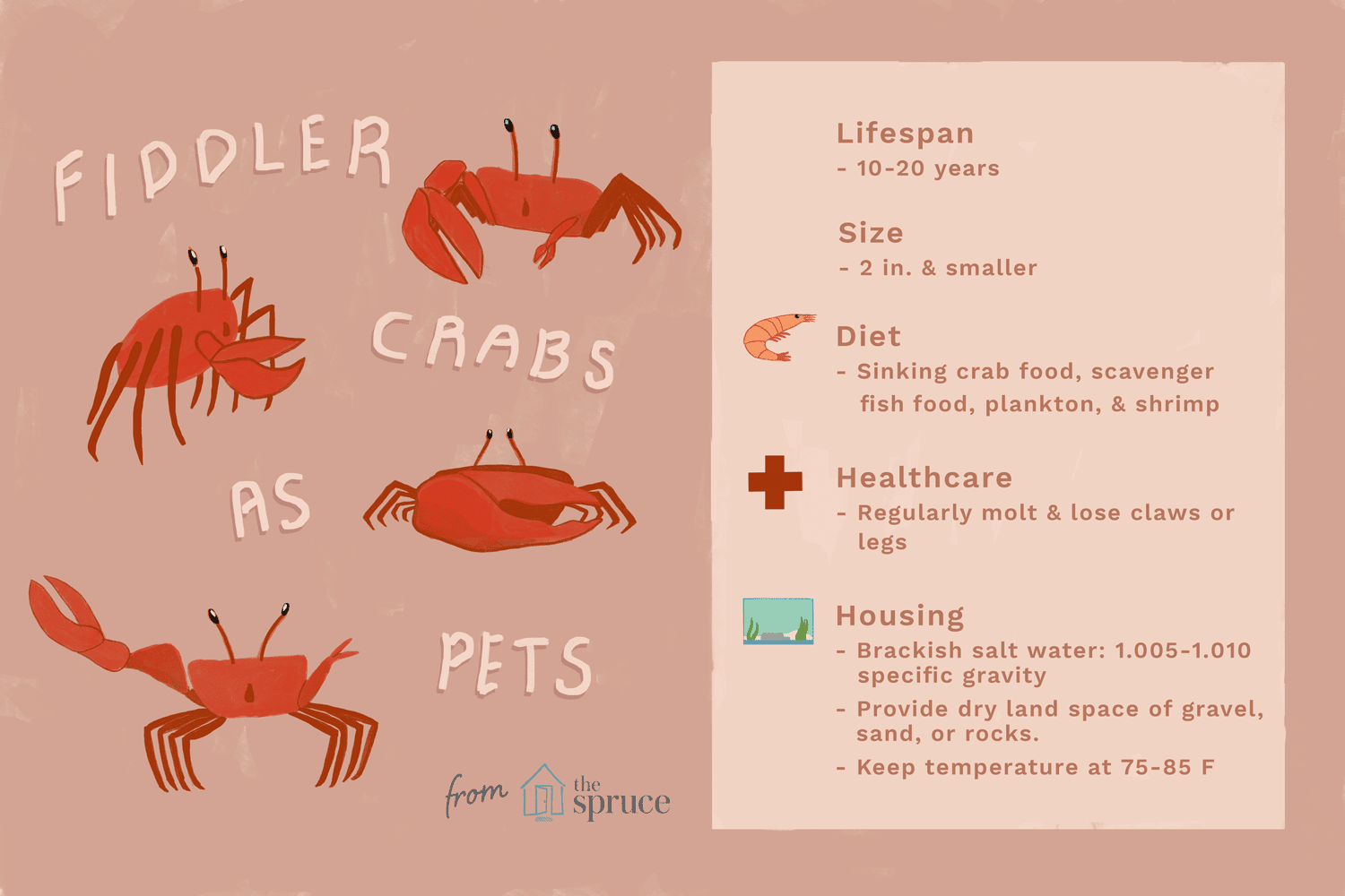 Expert Guide to Caring for Pet Fiddler Crabs