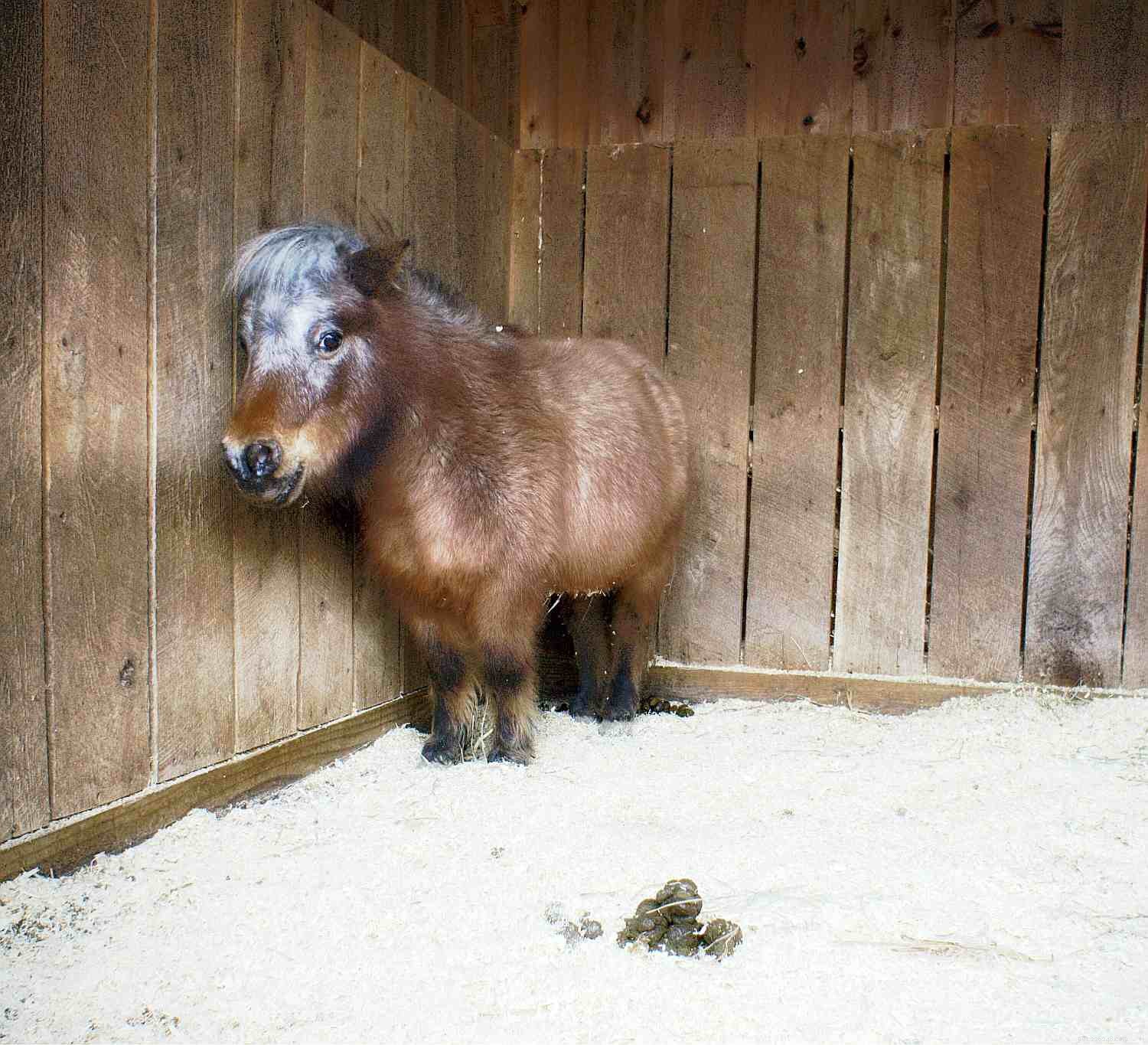 9 Key Facts About Horse Manure: A Practical Guide for Owners