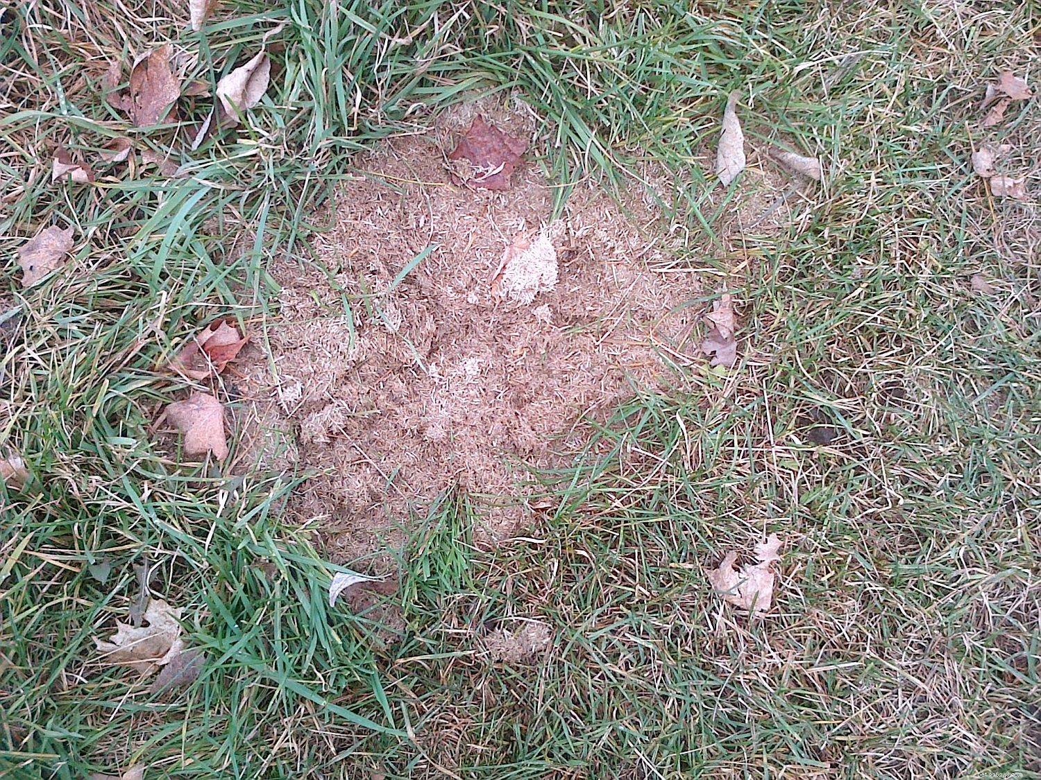 9 Key Facts About Horse Manure: A Practical Guide for Owners