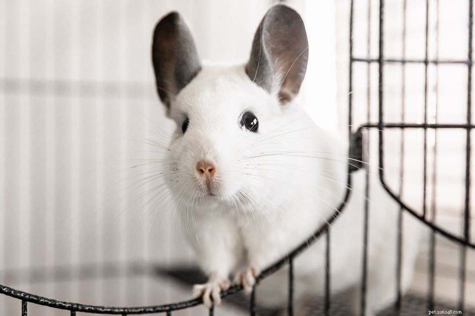 Complete Guide to Caring for Your Chinchilla: Housing, Diet, and Health Tips
