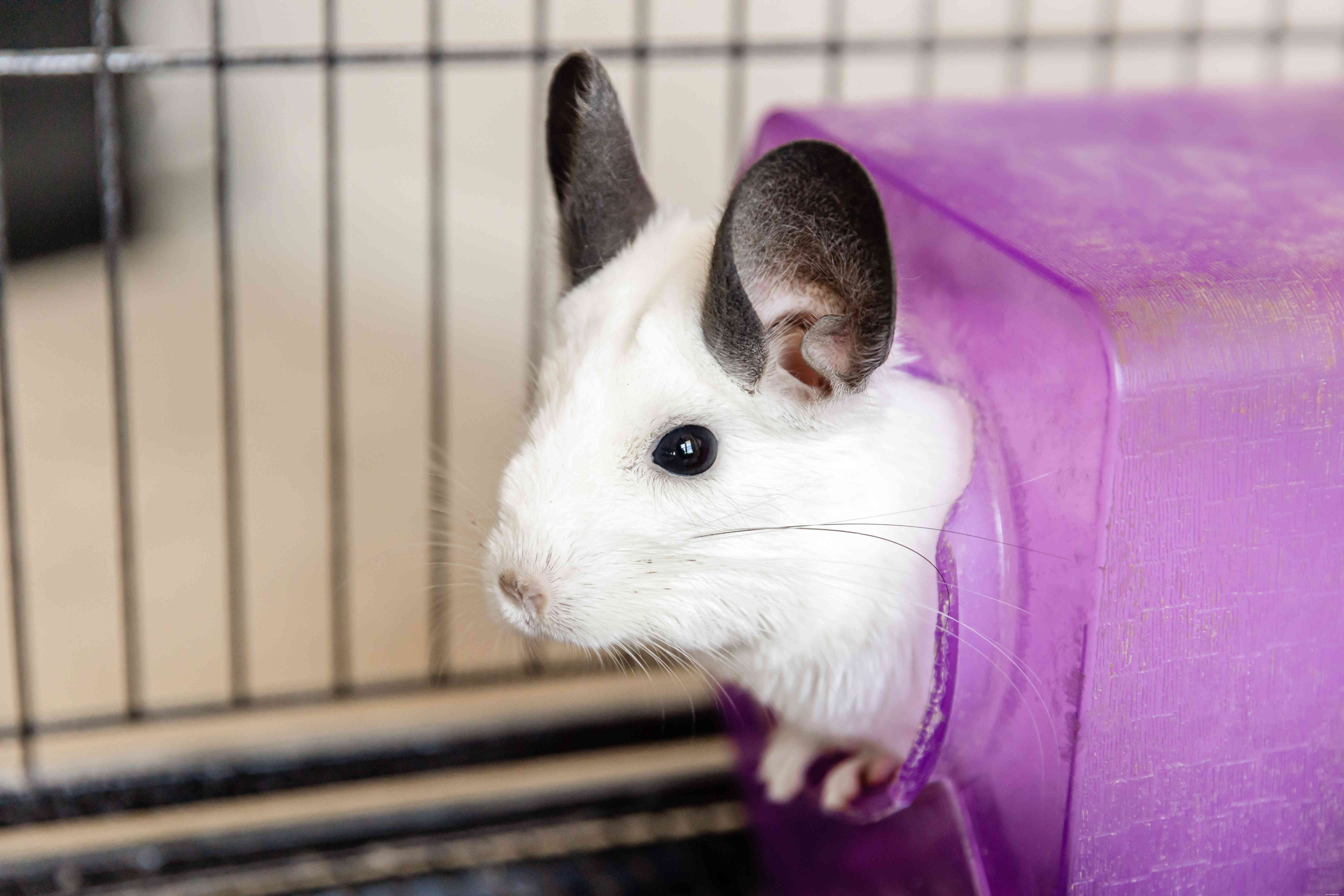 Complete Guide to Caring for Your Chinchilla: Housing, Diet, and Health Tips