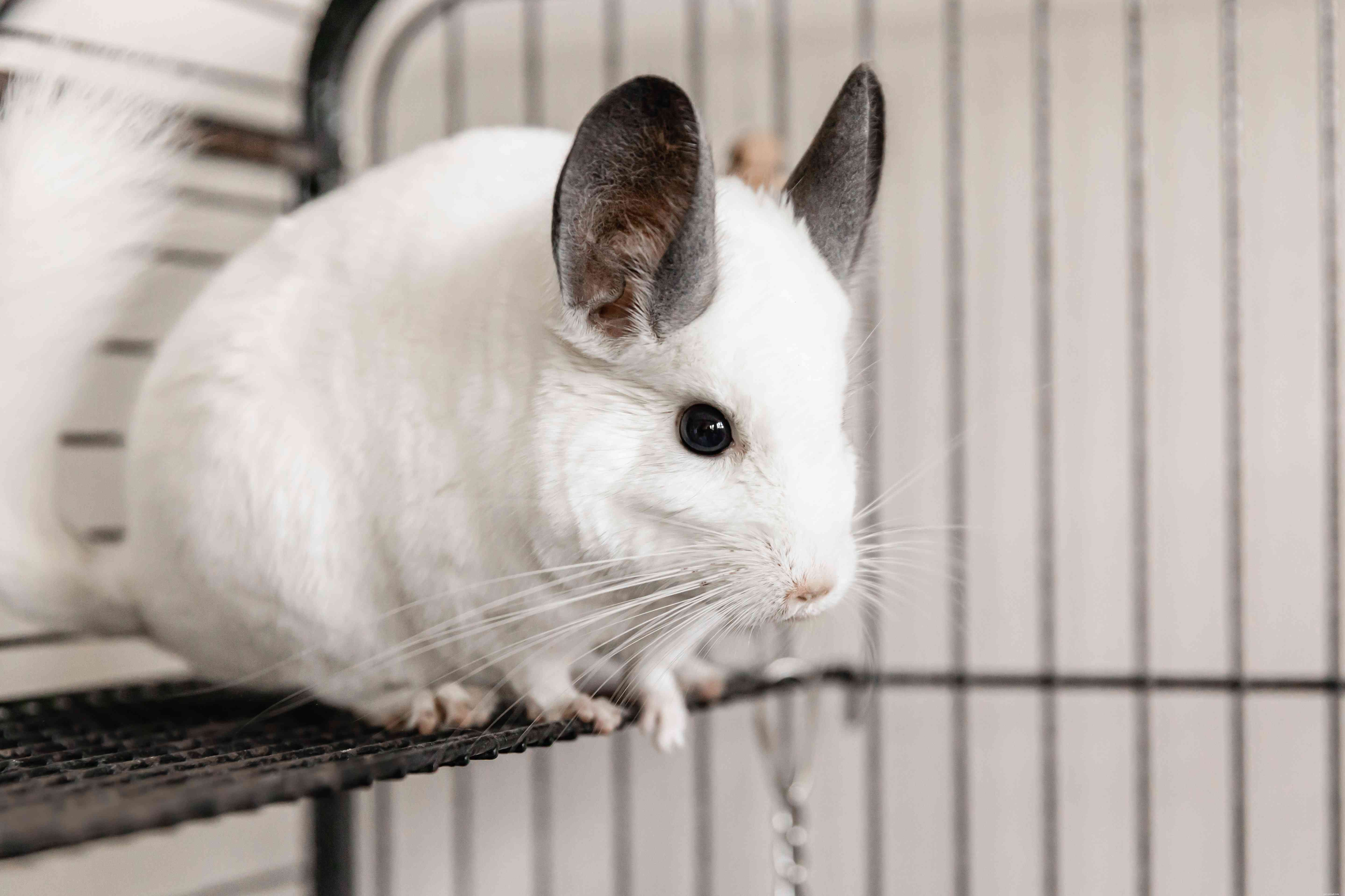 Complete Guide to Caring for Your Chinchilla: Housing, Diet, and Health Tips