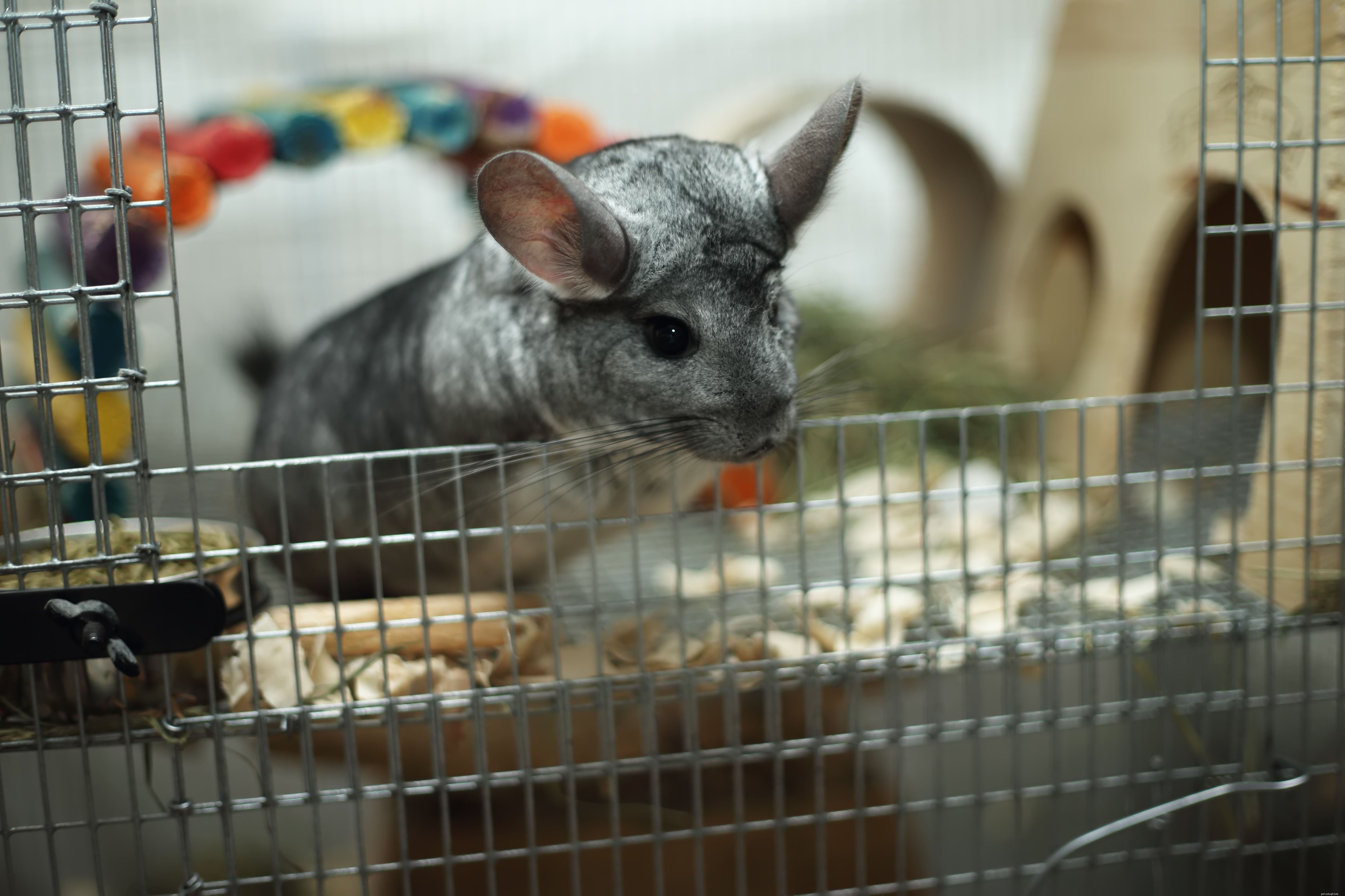 Complete Guide to Caring for Your Chinchilla: Housing, Diet, and Health Tips
