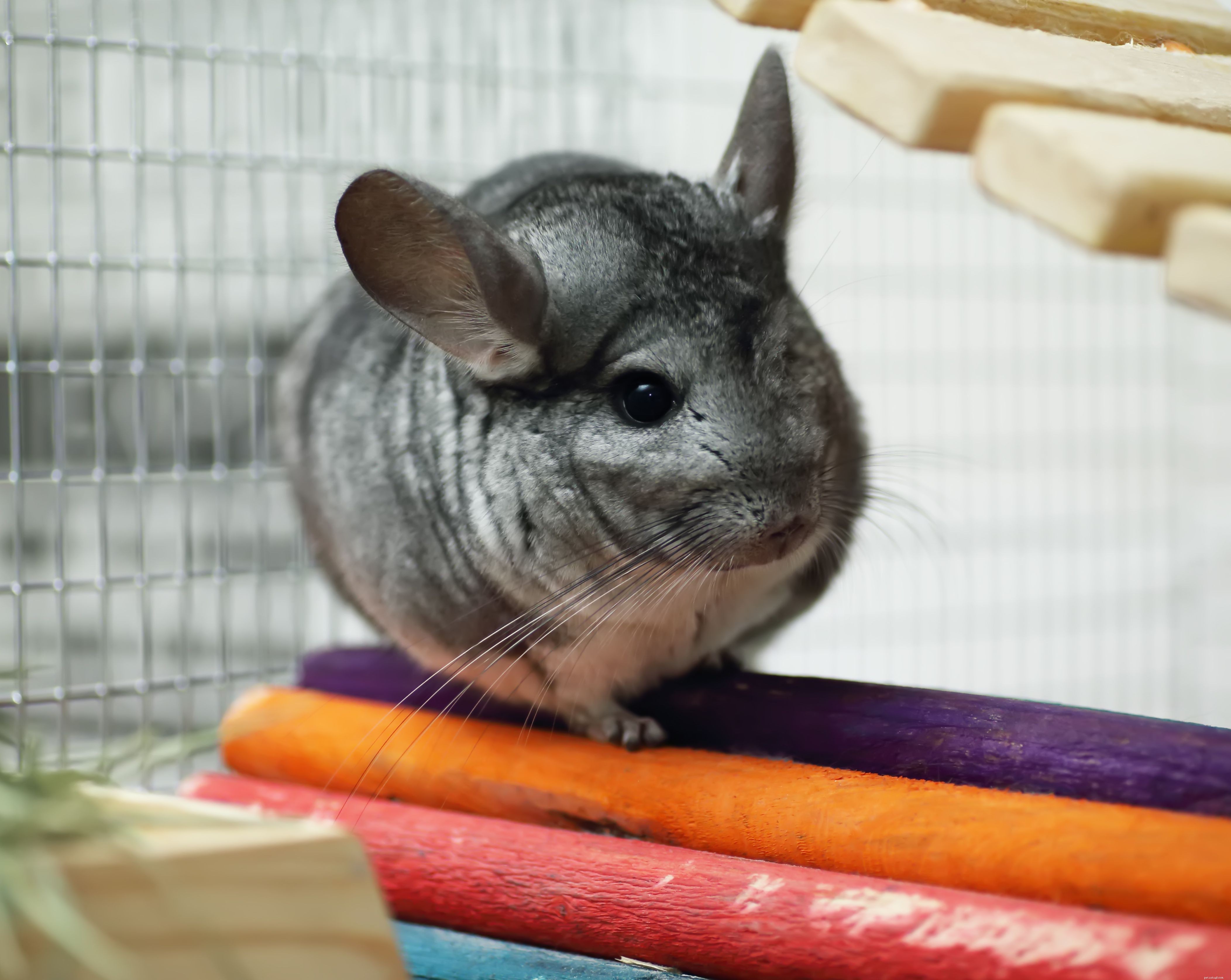 Complete Guide to Caring for Your Chinchilla: Housing, Diet, and Health Tips