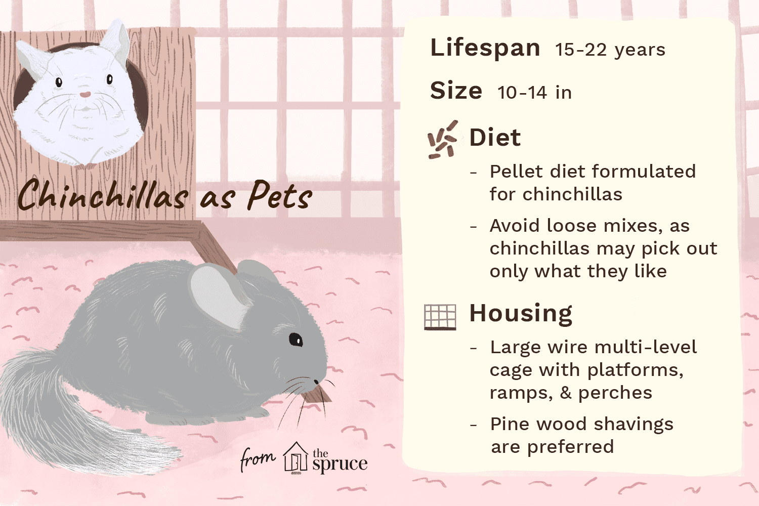 Complete Guide to Caring for Your Chinchilla: Housing, Diet, and Health Tips
