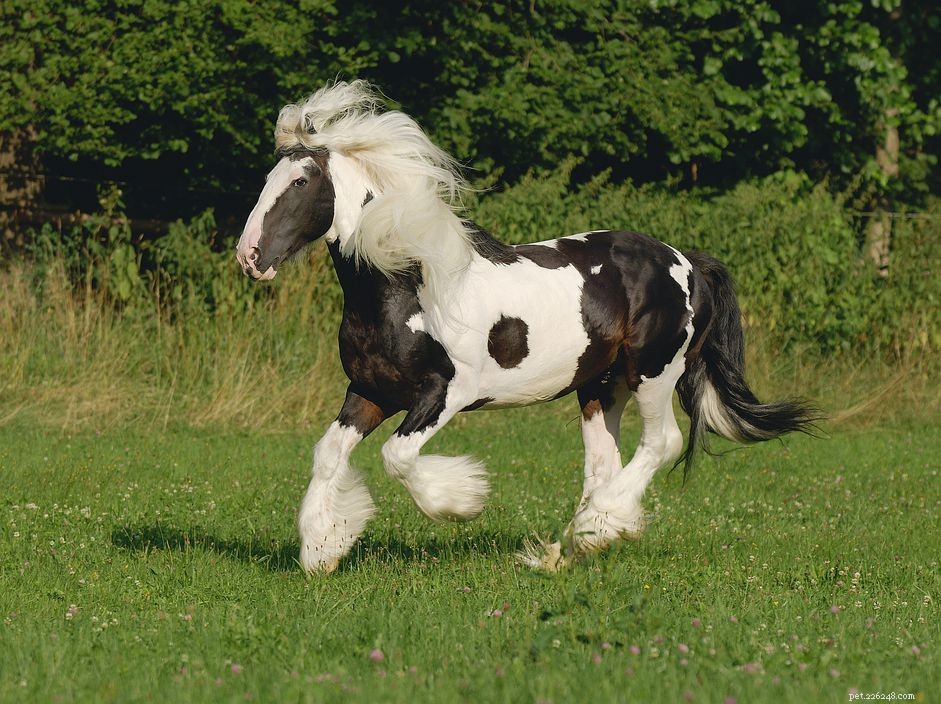 Discover the Robust Cob Horse: Size, Strength, and Versatility Explained