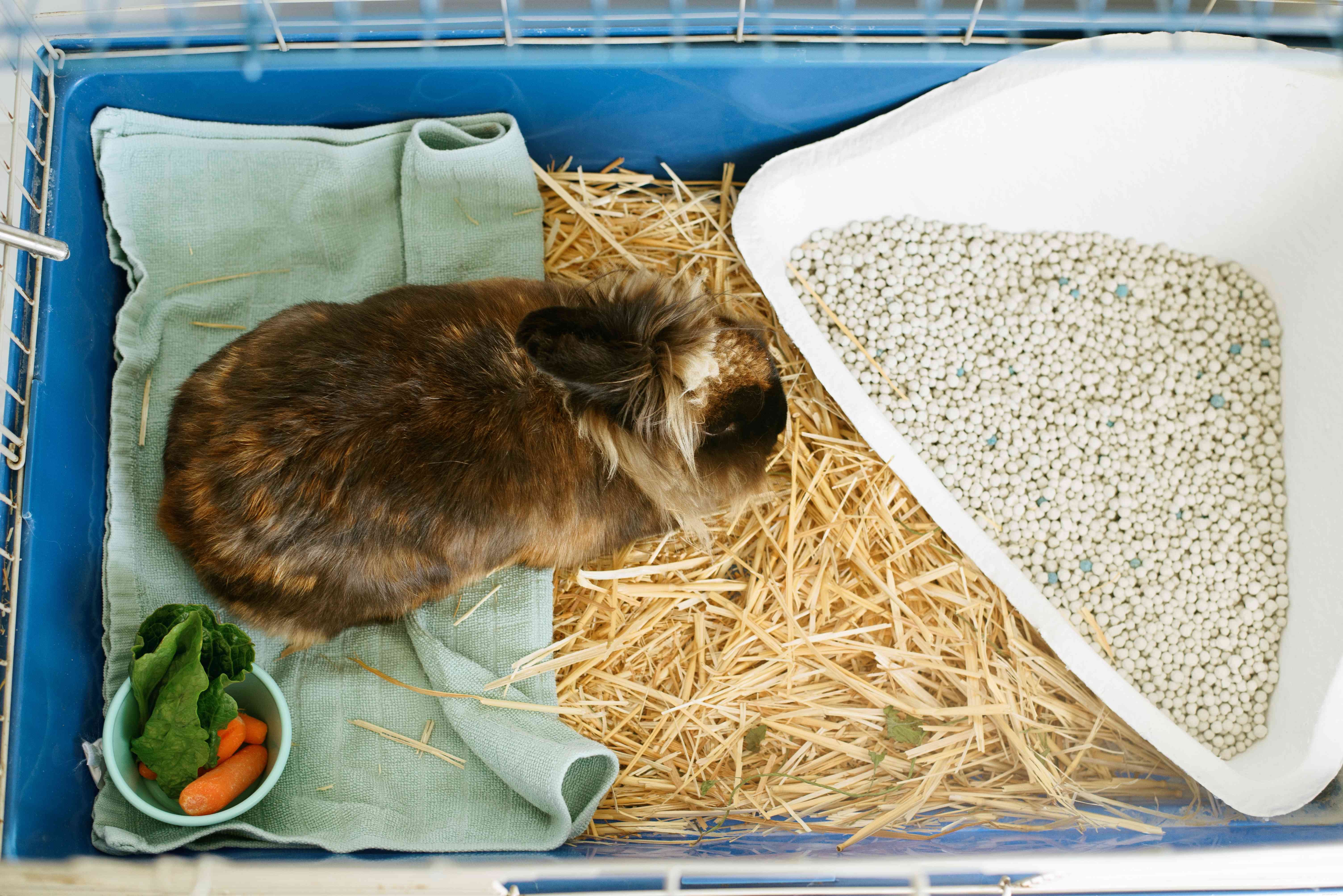 Ultimate Guide to Caring for Your Pet Rabbit: Tips, Housing, Diet & Health