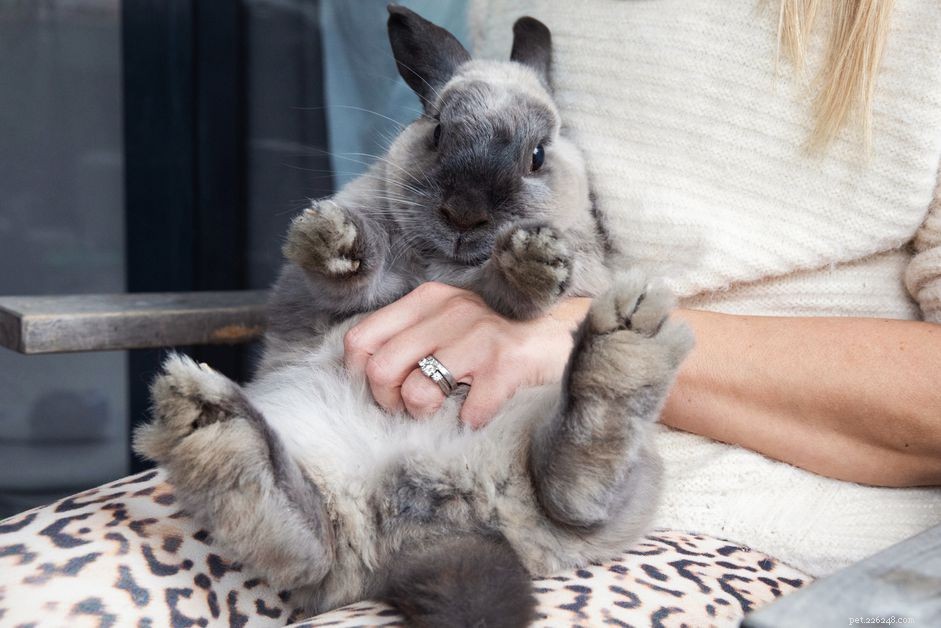 Ultimate Guide to Caring for Your Pet Rabbit: Tips, Housing, Diet & Health