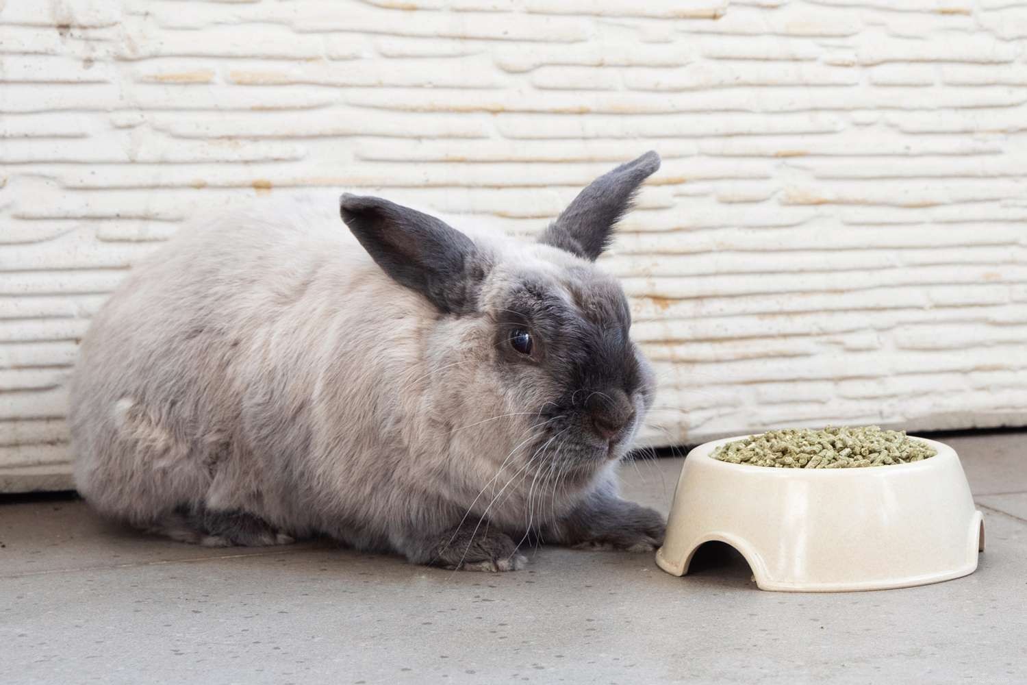 Ultimate Guide to Caring for Your Pet Rabbit: Tips, Housing, Diet & Health
