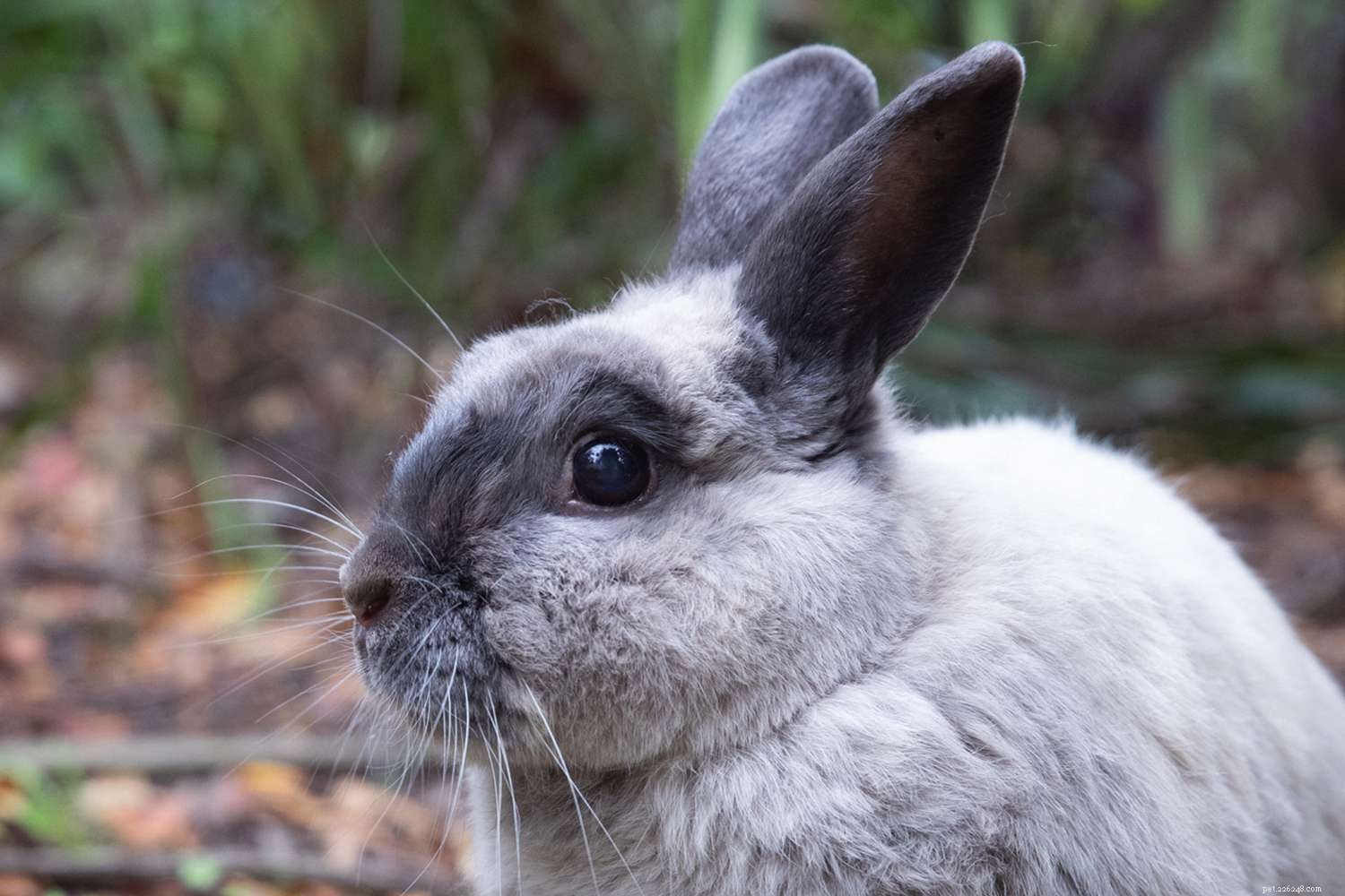 Ultimate Guide to Caring for Your Pet Rabbit: Tips, Housing, Diet & Health