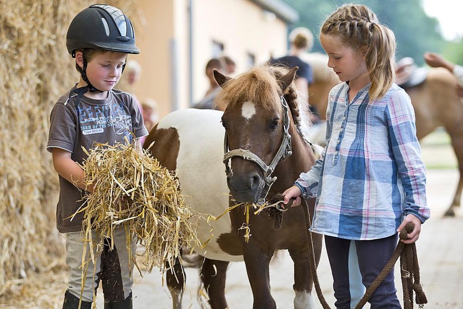 Expert Guide: Optimal Nutrition for Your Pony