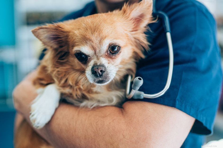 Understanding Lupus in Dogs: Causes, Symptoms, and Treatment Options
