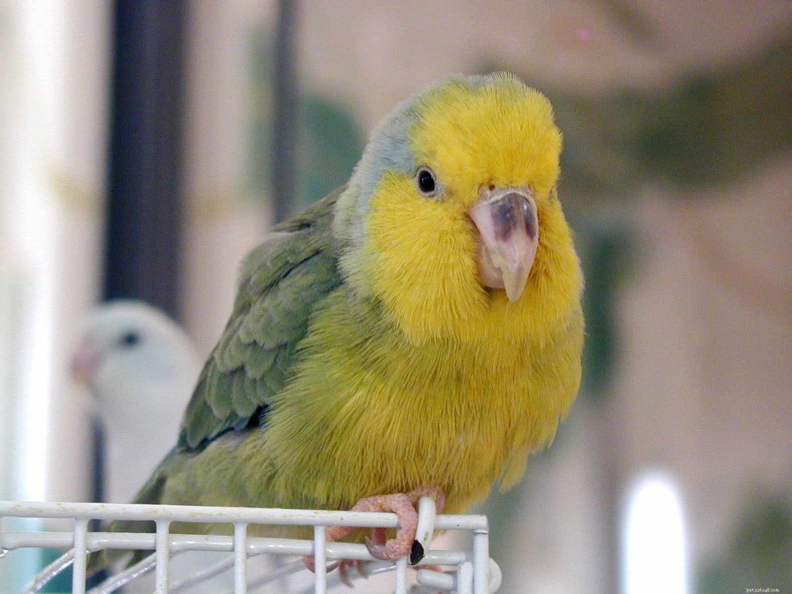 Everything You Need to Know About Parrotlets: Care, Traits, & Tips
