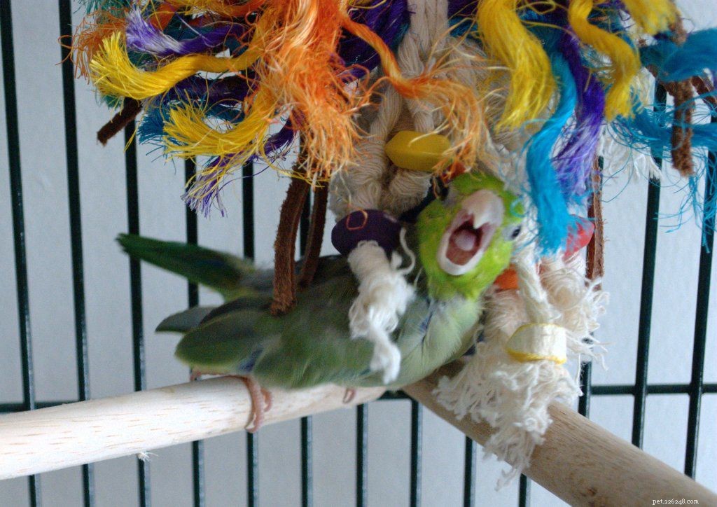 Everything You Need to Know About Parrotlets: Care, Traits, & Tips