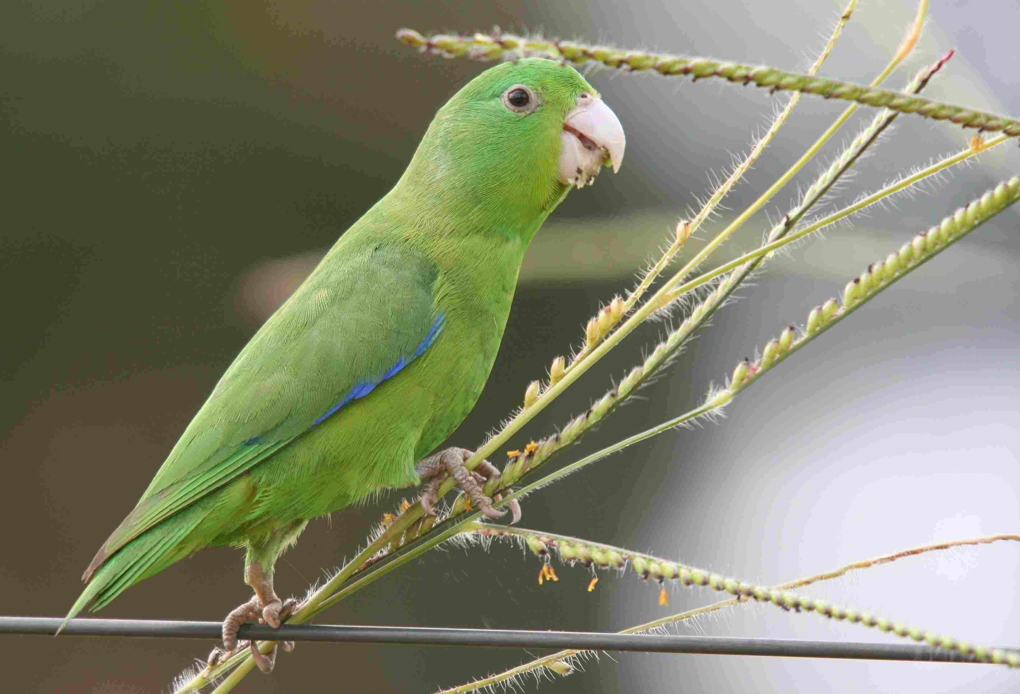Everything You Need to Know About Parrotlets: Care, Traits, & Tips