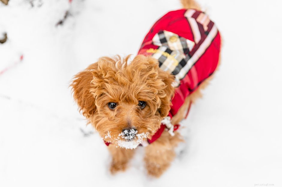 Can Dogs Get the Common Cold? What You Need to Know