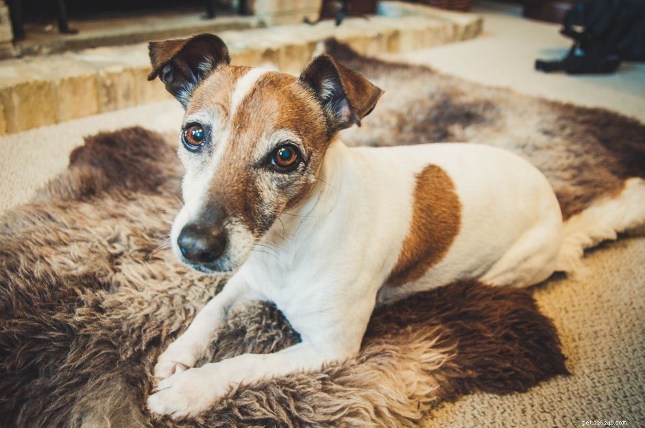 Understanding Dog Skin Tags: Causes, Symptoms, and Care