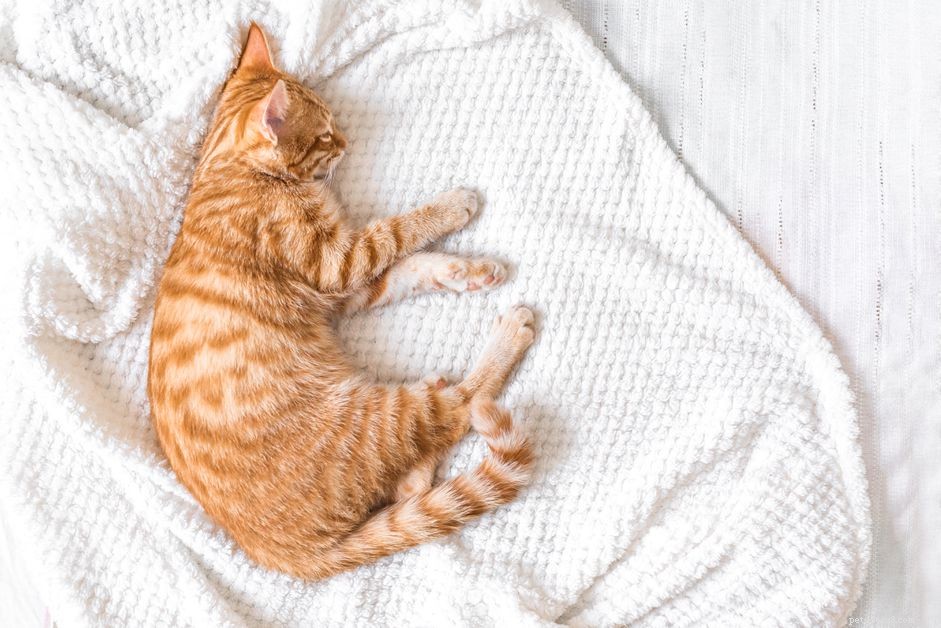 Understanding and Managing Coccidia in Cats