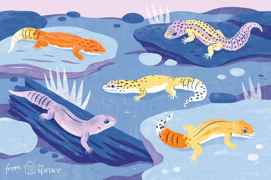 Explore Leopard Gecko Morphs: From Classic Yellow to Exotic Colors