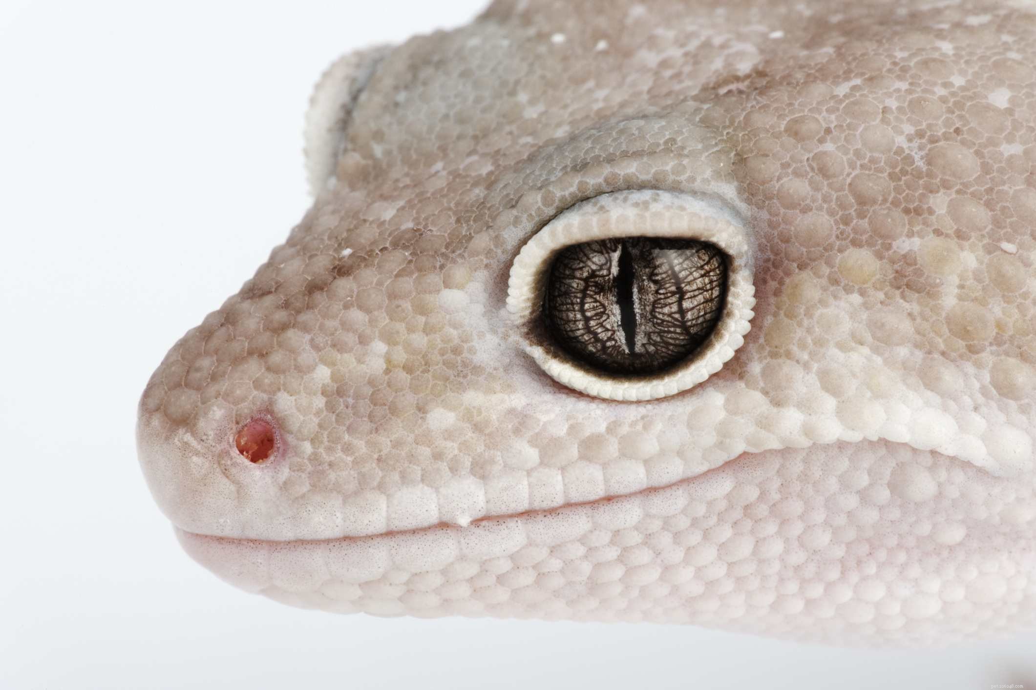 Explore Leopard Gecko Morphs: From Classic Yellow to Exotic Colors