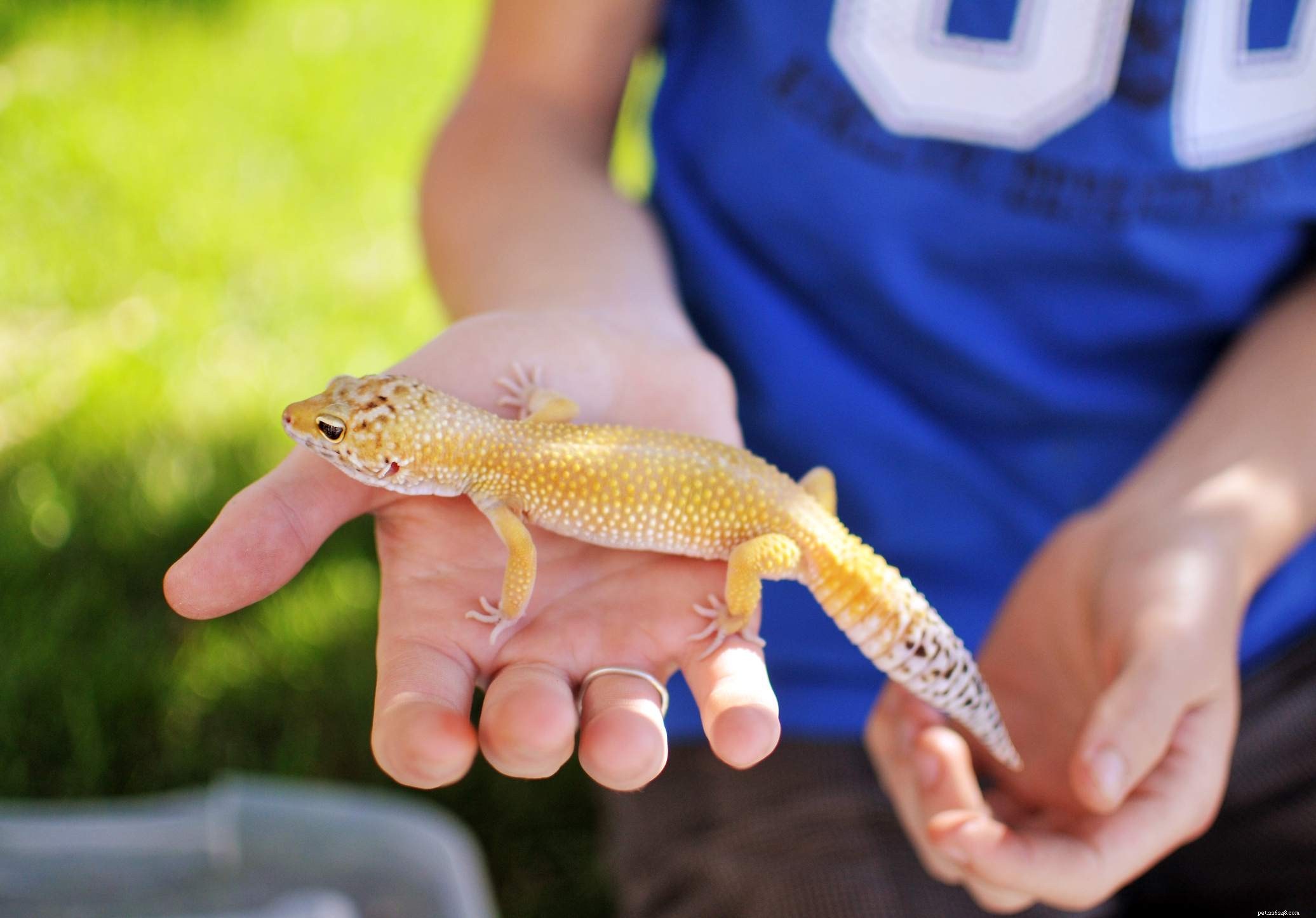 Explore Leopard Gecko Morphs: From Classic Yellow to Exotic Colors