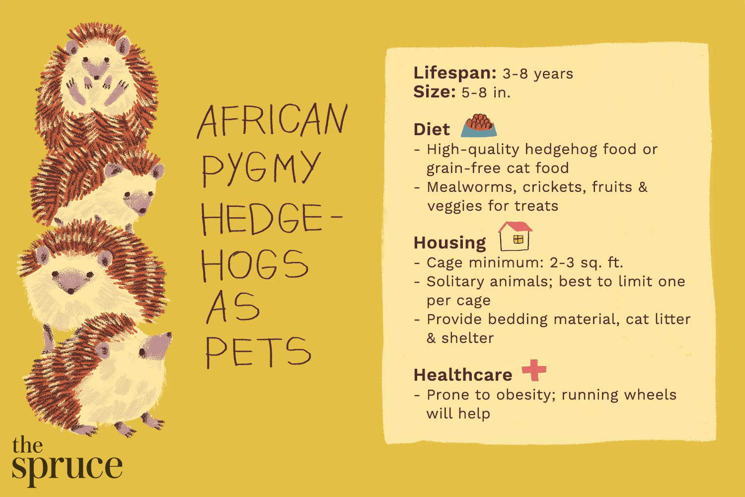 Essential Guide to Caring for Your African Pygmy Hedgehog