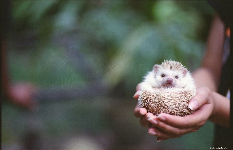 Essential Guide to Caring for Your African Pygmy Hedgehog